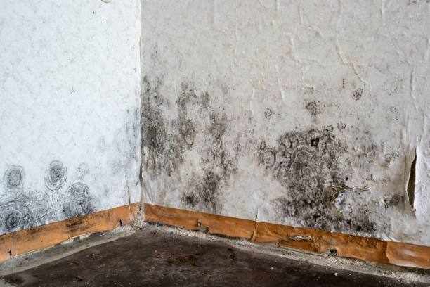 Best Certified Mold Removal  in Lehi, UT